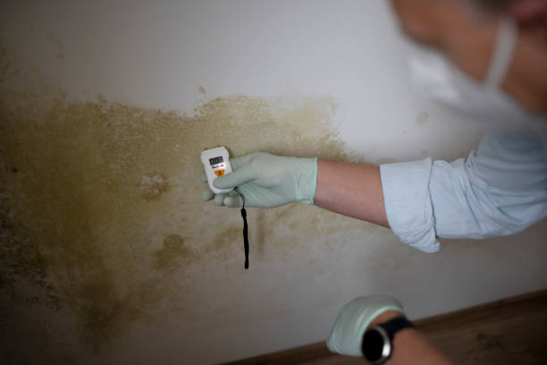 Best Environmental Consulting for Mold Prevention  in La Grange, TX